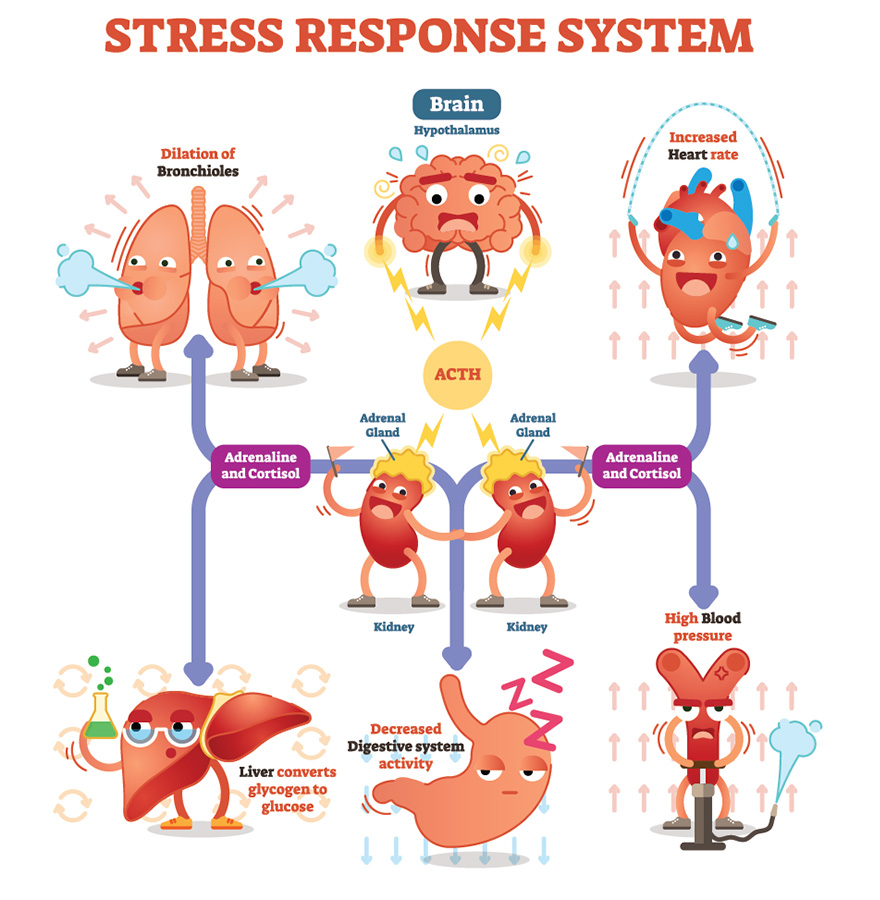 Stress Response System