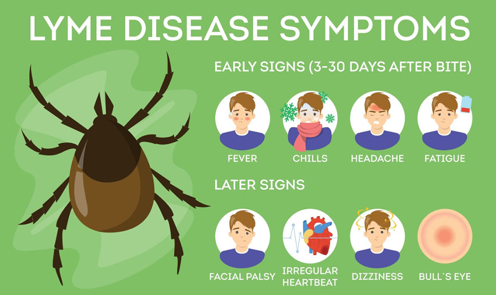 Lyme disease symptoms graphic