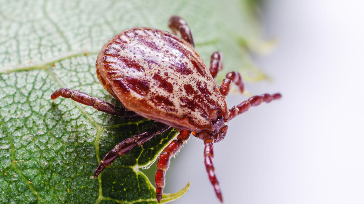 Some ticks can carry and spread Lyme Disease