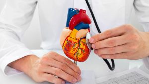 Doctor holding model of heart with stethoscope