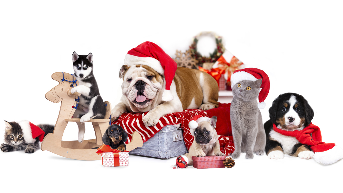Photo of pets with Santa hats on