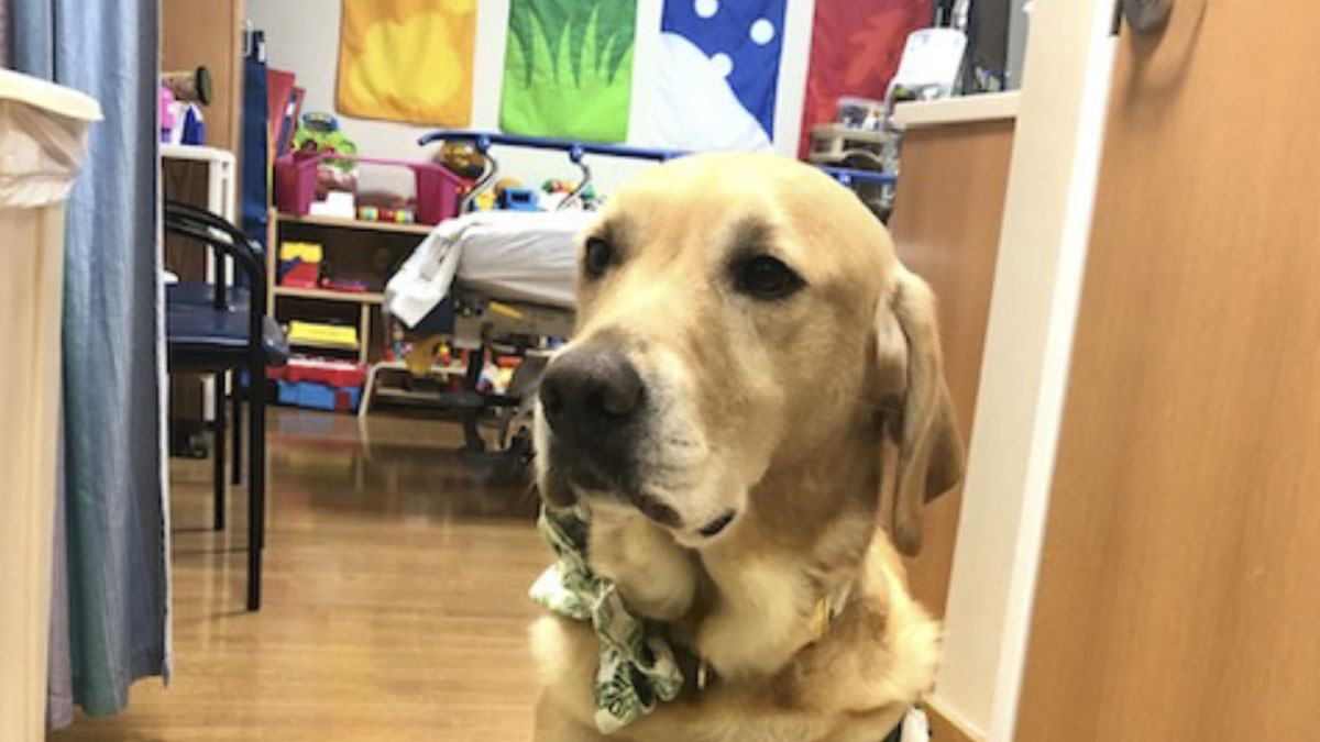 Photo of a dog who is in a health facility