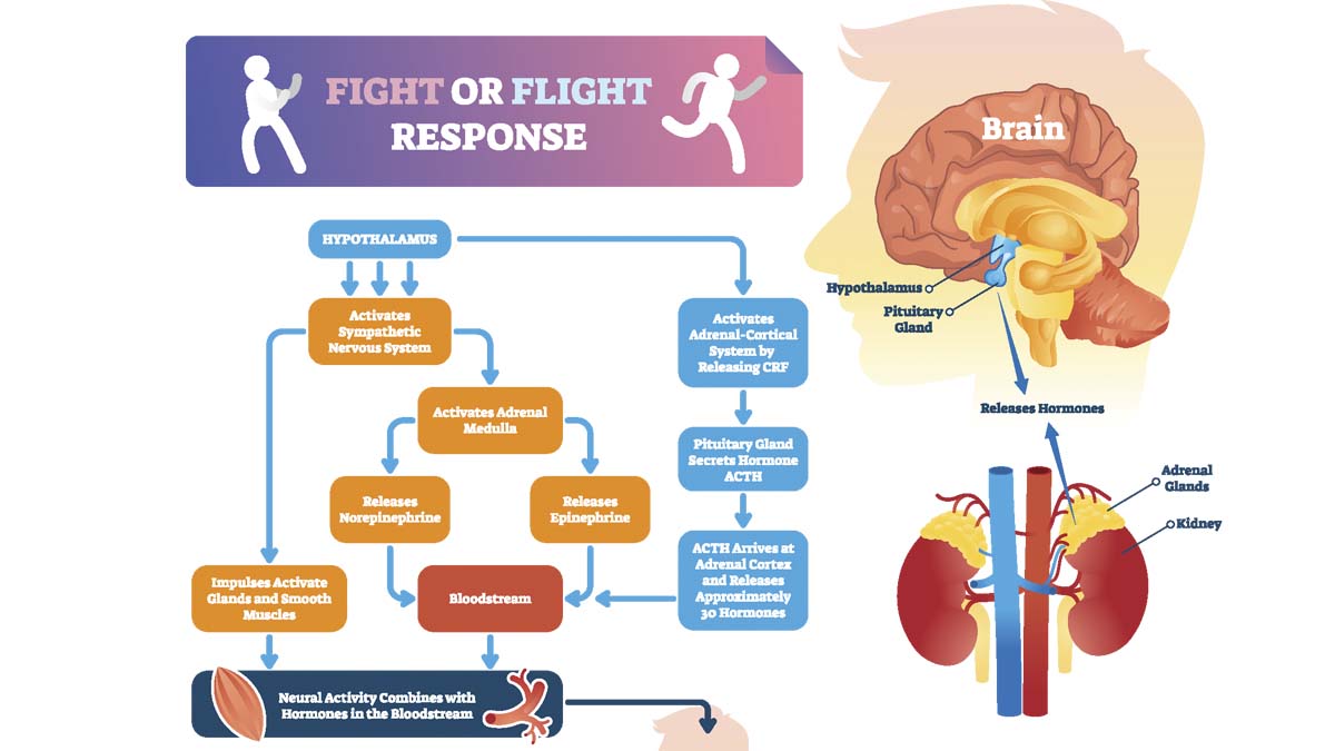 Graphic of fight or flight response