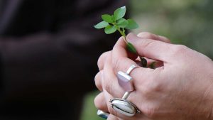 Photo of a hand holding a plant