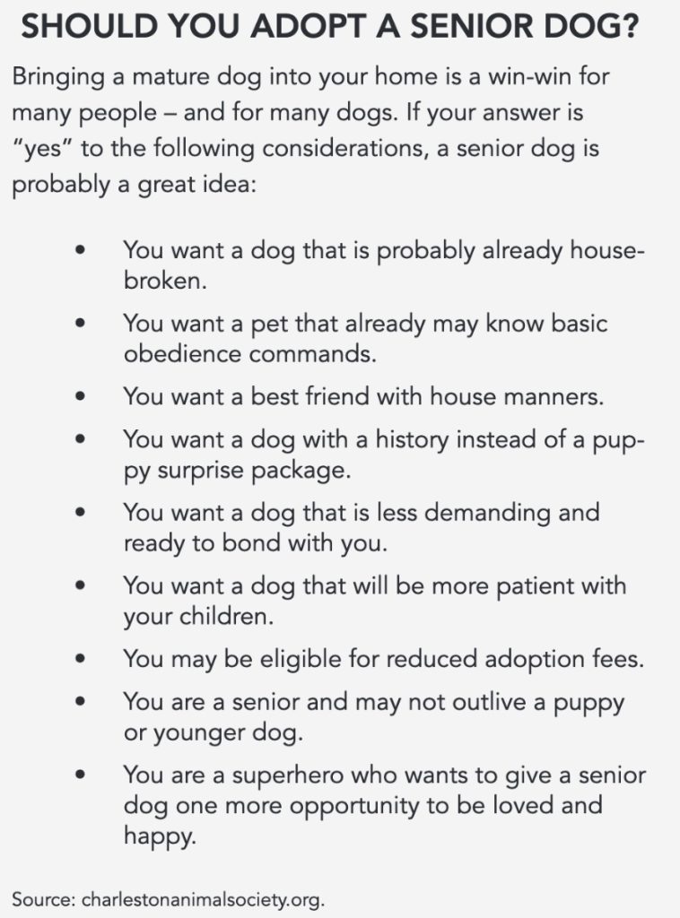 Graphic of information about adopting a senior dog