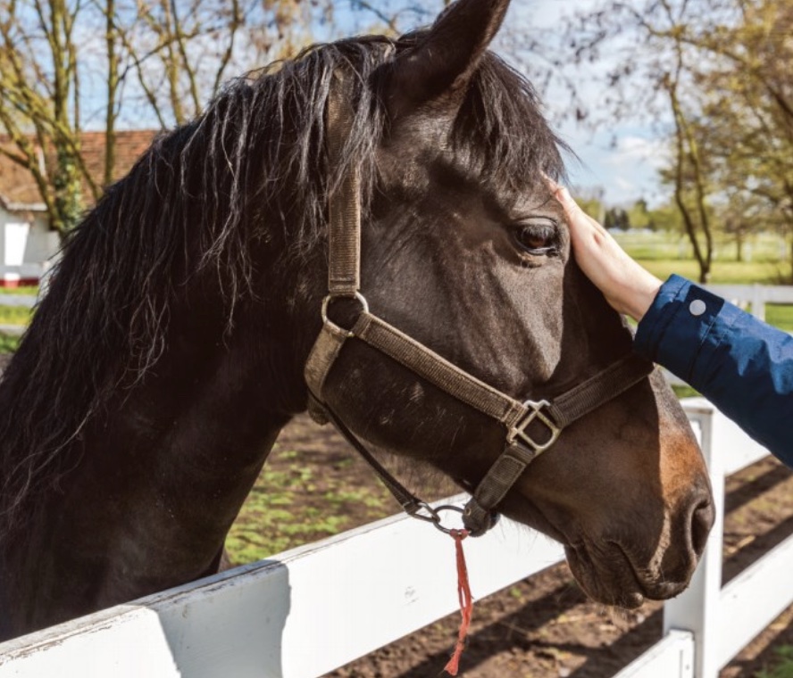 A hand petting a horse